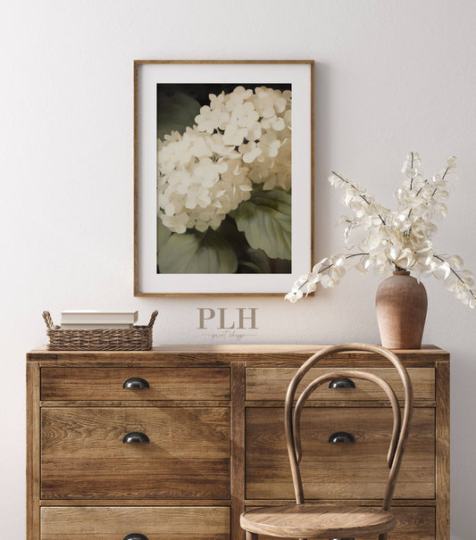 Hydrangea Premium Quality Art Print - Print Only