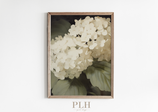 Hydrangea Premium Quality Art Print