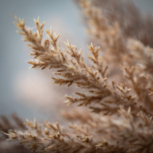 Pampas Grass Bush Bundles